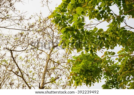 green tree and dry tree nature background, winter and summer concept