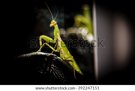Green mantis at black background