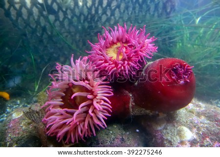 Picture of a fish-eating anemone,at the Ucluelet aquarium,BC,Canada.