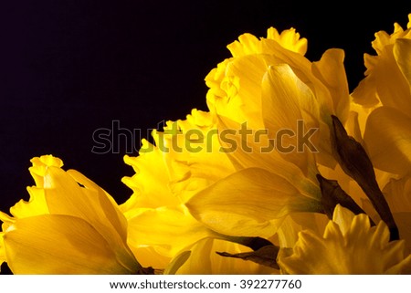 Yellow spring narcissus. Shallow depth of field. Selective Focus.