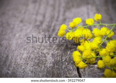 Fresh spring mimosa close up on old gray wooden board for background. Shallow depth of field. Selective focus. Toned.