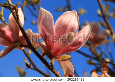 Pink magnolia flowers with blue sky
