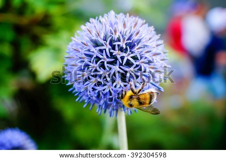 Honey Bees (Apis mellifera) gathering pollen and nectar on Globe Thistle flowers(Echinops ritro), Finland  Royalty-Free Stock Photo #392304598