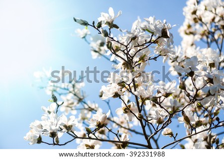 White magnolia blossom with a sun flare. Spring background.