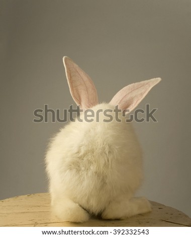 Portrait of a white rabbit with standing with the back at the camera on grey background