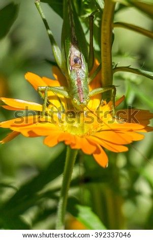 Green locust on a flower, summer