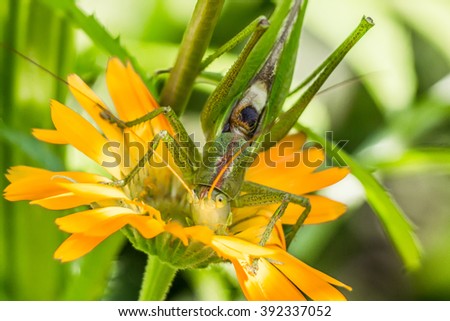 Green locust on a flower, summer