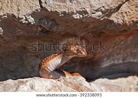 Cape cobra, Naja nivea