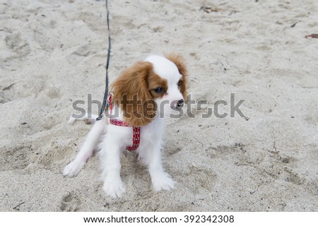 One beautiful cute friendly pure breeded small dog pet puppy white color long hair with brown ears sitting awaiting outdoor on beach sand, horizontal picture