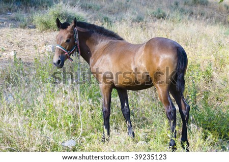 Picture of a horse on the hill.