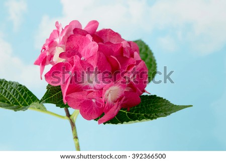 Pink flower hydrangea on blue background.