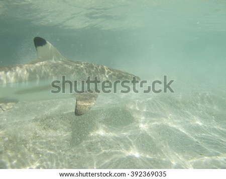 Black tip reef Shark at Maldives.Baby shark under water photo.