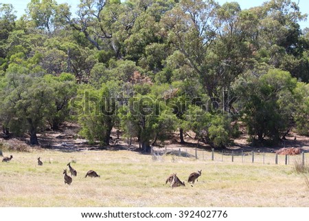 A mob of  Western grey kangaroos (Macropus fuliginosus) black-faced, or sooty kangaroos grazing in a  paddock of dry grass near Australind, Western Australia on a sunny autumn morning  .