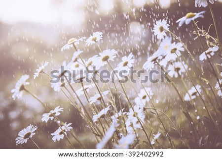 Daisy flower in spring rain,nature background.