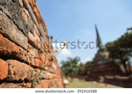 Weeds growing on old Red Bricks wall at Ayutthaya historical city ,Thailand.