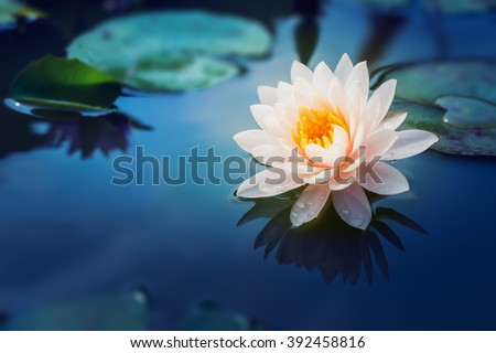 beautiful lotus flower is complimented by the rich colors of the deep blue water surface. Royalty-Free Stock Photo #392458816