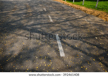 Tree shadow on a road in fall season thailand