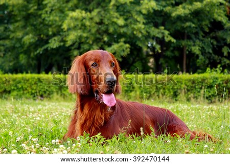 red dog Irish setter in summer, lying in the Park on the grass Royalty-Free Stock Photo #392470144