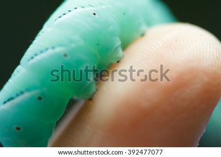 Caterpillar butterfly hawk on the hand of the girl. Macro