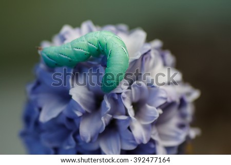 Caterpillar butterfly hawk on a blue flower. Spring.