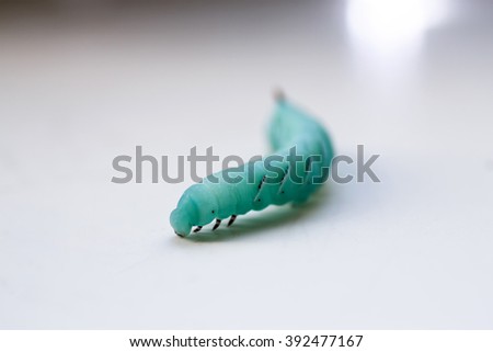 Caterpillar hawk on a white background