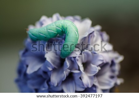 Caterpillar butterfly hawk on a blue flower. Spring.