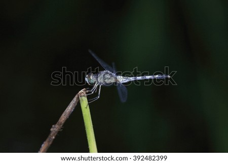 Dragonfly on the nature, Dragonflies of Thailand