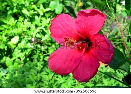Red hibiscus, Hibiscus Schizopetalus or Coral Hibiscus Flower, on tree. ** Note: Shallow depth of field