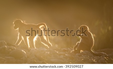 Chacma baboon at sunset, Kruger National Park, South Africa