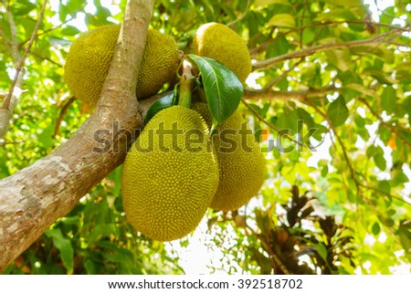 Jackfruit on tree wiht blurry bakcground:Close up,select focus with shallow depth of field:ideal use for background