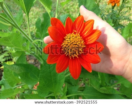 Flower in the garden.Mexican Sunflower.Beautiful Mexican Sunflower.Orange treasure flower.flower in hand.fresh flower

