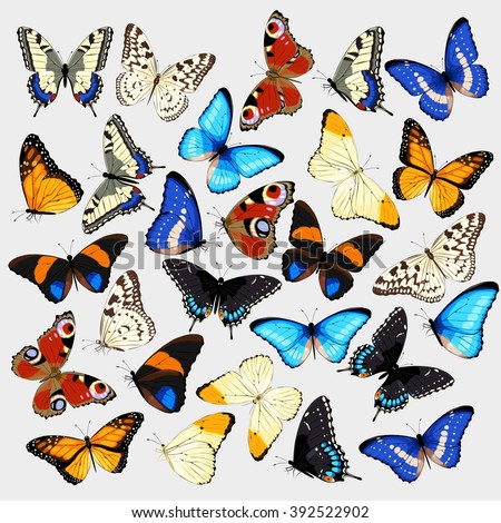 Vector collection of realistic high detailed butterflies