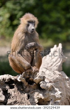 Baboon (Papio) sitting on a tree stump