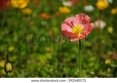 The beautiful blooming Corn poppy flower in garden
