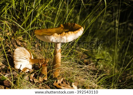Mushroom growing in the tall grass illuminated by the low lying sun. Diagonal composed close up photography.