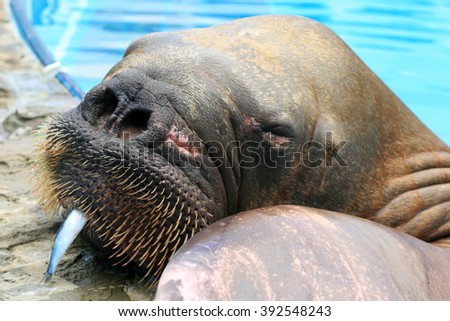 Closeup muzzle walrus. Mammal lying on the pool in zoo. Sleeping with the fish in his mouth