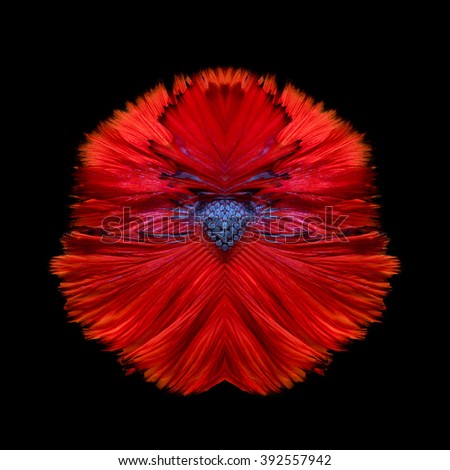 Abstract fine art free form fish tail of Betta fish or Siamese fighting fish isolated on black background.