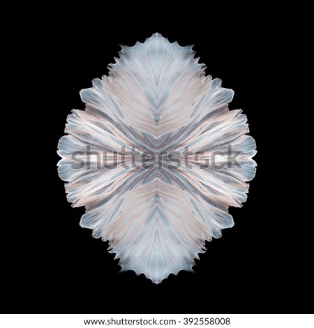 Abstract fine art free form fish tail of Betta fish or Siamese fighting fish isolated on black background.