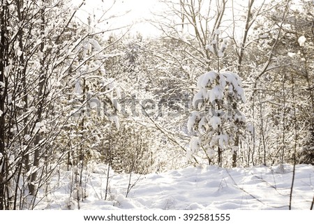 Snow on the trees in winter