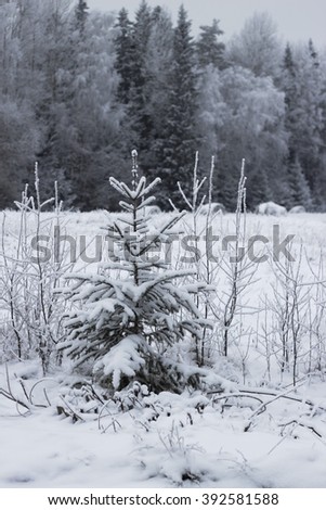 Snow on the trees in winter