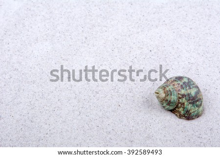 Dark green shell on a grey sand background