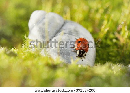 Ladybug and shell in grass