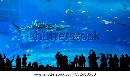 Aquarium in okinawa