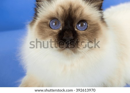 Sacred Birman Cat blue background isolated