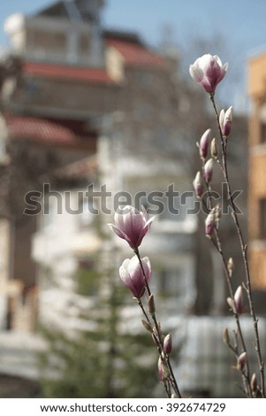 Flowering magnolia in the seaside town