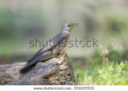 Indian Cuckoo
