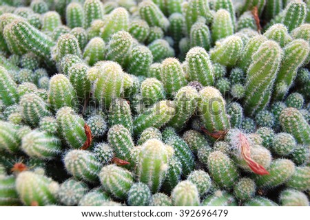 Background Cactus