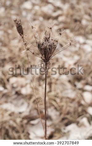 Dry stalk in a field of dry weed