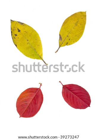 autumn red yellow leaves on a white background