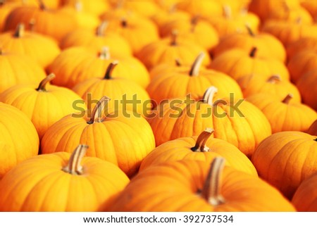 Pumpkin Stalks/ pumpkin patch. Background picture for Halloween and Thanksgiving.
